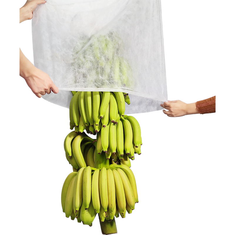 Tecido de bananeira de capa de planta não tecida