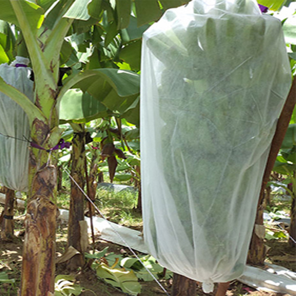 Tecido de bananeira de capa de planta não tecida