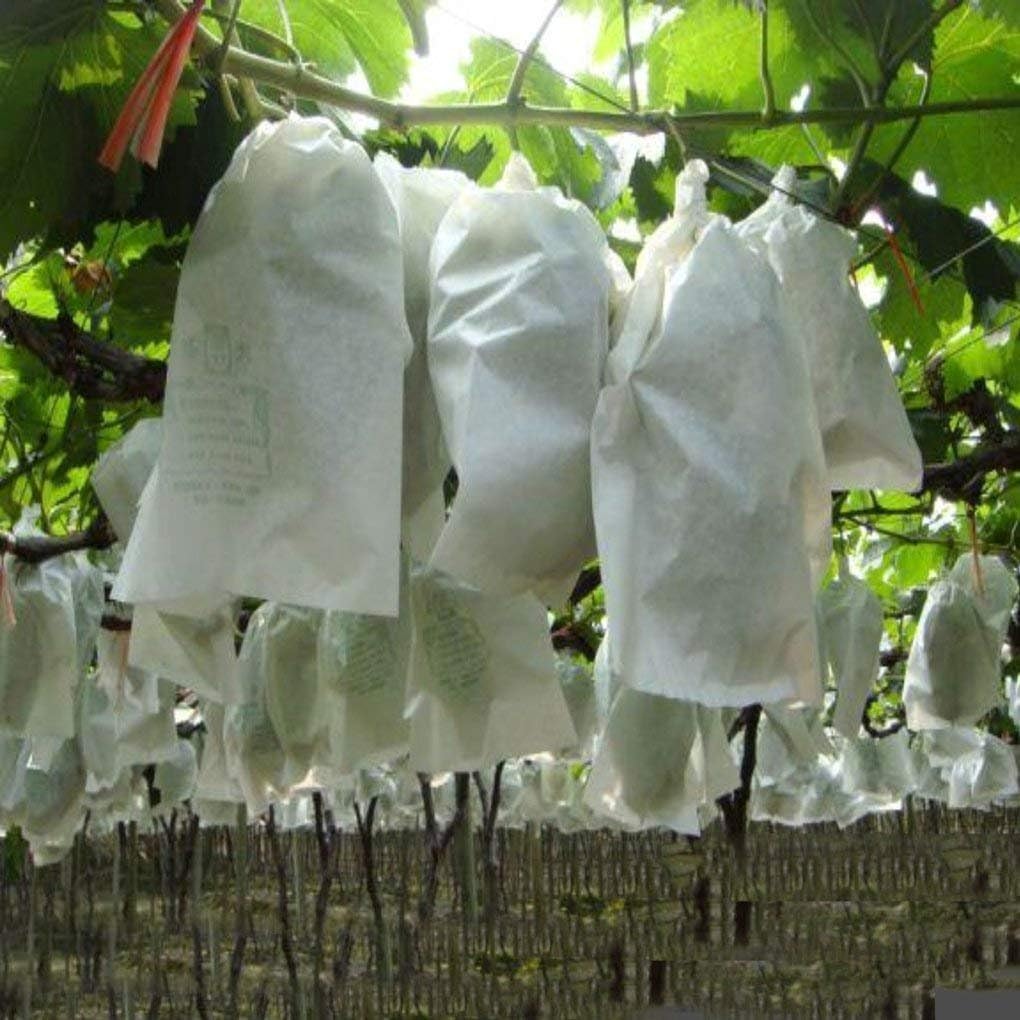 Tecido de bananeira de capa de planta não tecida